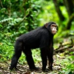 Entebbe to Kibale National Park