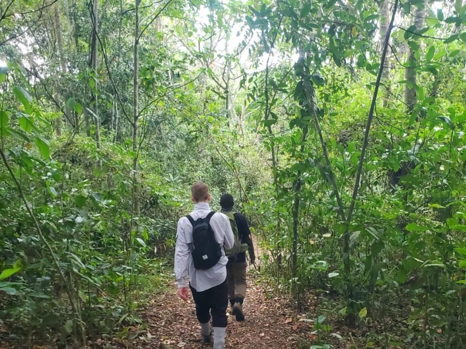 Kibale forest walks