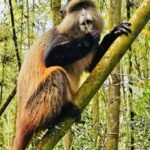golden monkey tracking