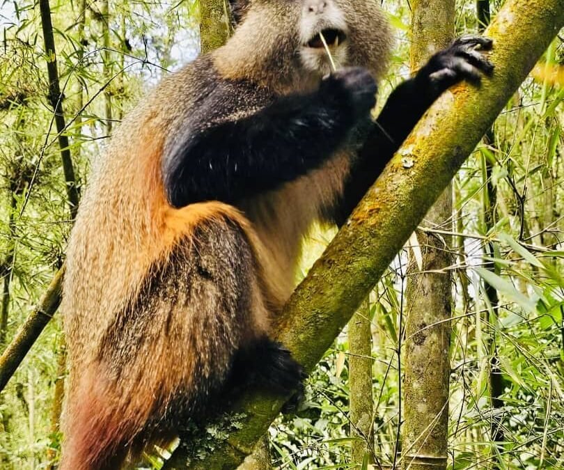 golden monkey tracking