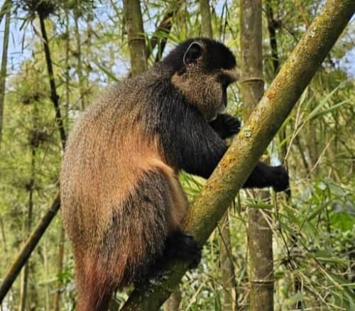 wildlife in Mgahinga