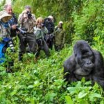 Gorilla Habituation Experience in Bwindi