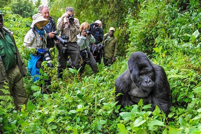 Gorilla Habituation Experience in Bwindi