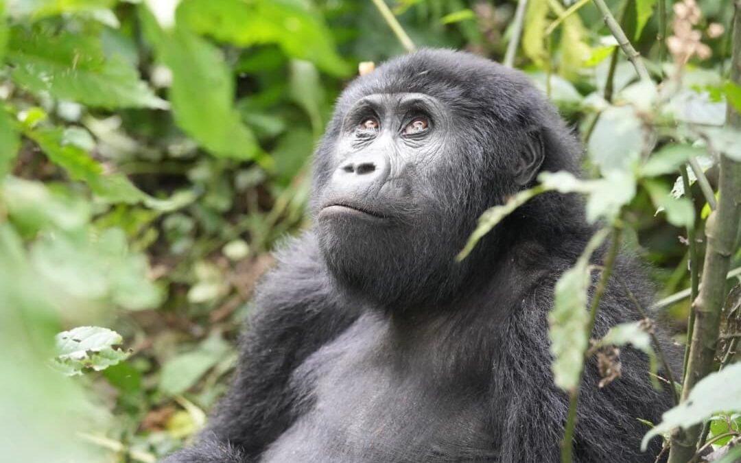 gorilla trekking age limit
