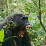 gorilla trekking from China