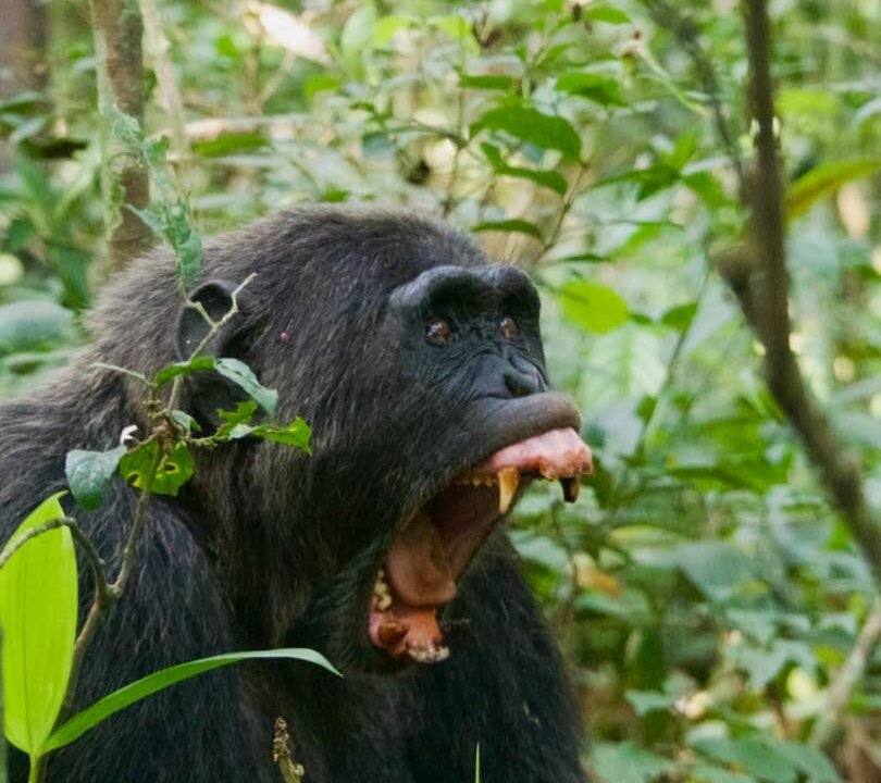 gorilla trekking from China