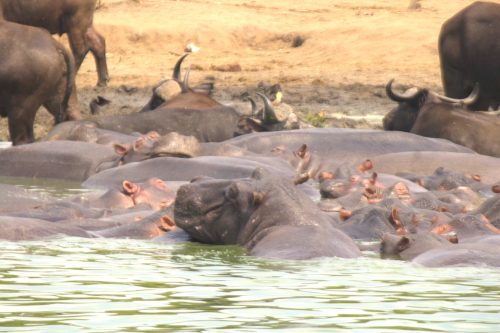 Kazinga Channel boat cruise