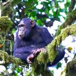 chimpanzee trekking difficulty