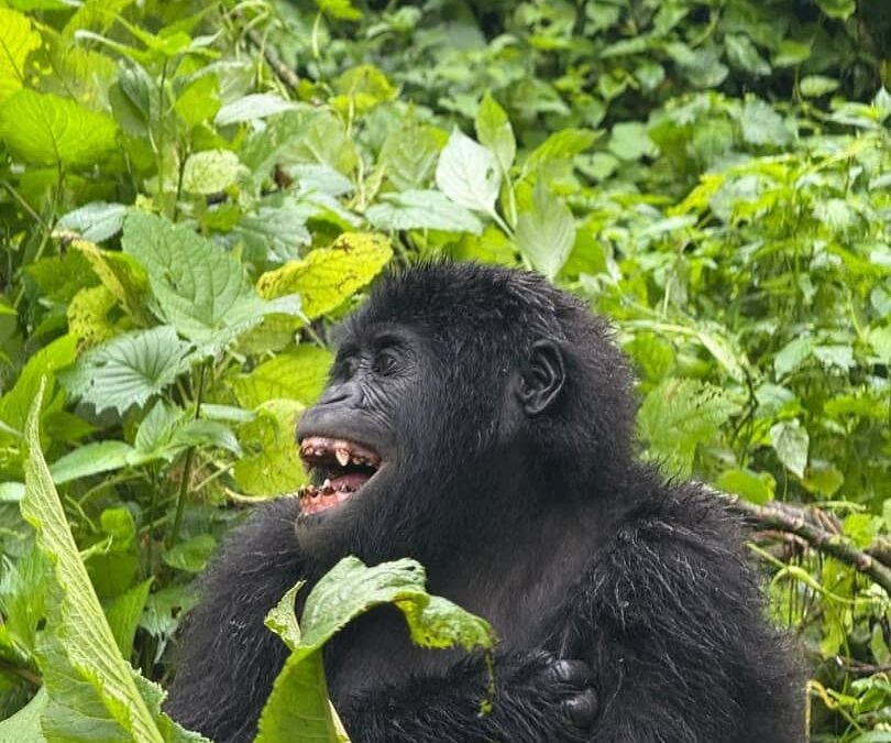 Book Mgahinga gorilla permit