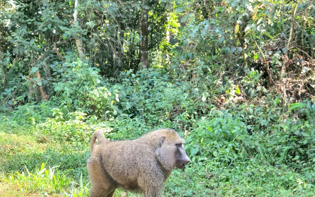 Kibale National Park from Kampala