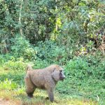 Kibale National Park from Kampala