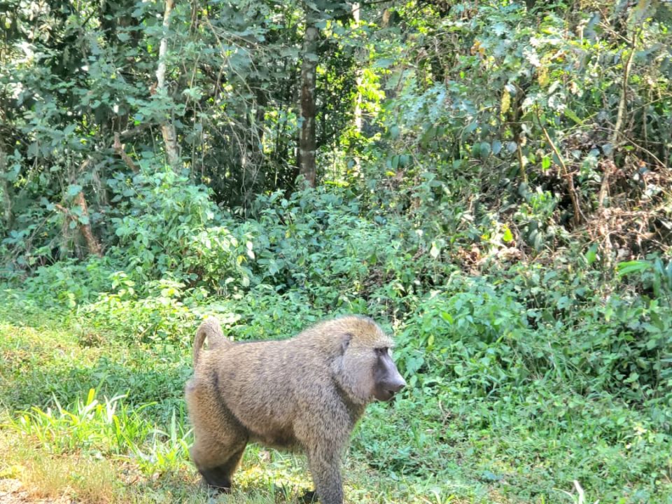 Kibale National Park from Kampala