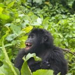 gorilla trekking in Mgahinga