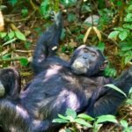 chimpanzee trekking permit