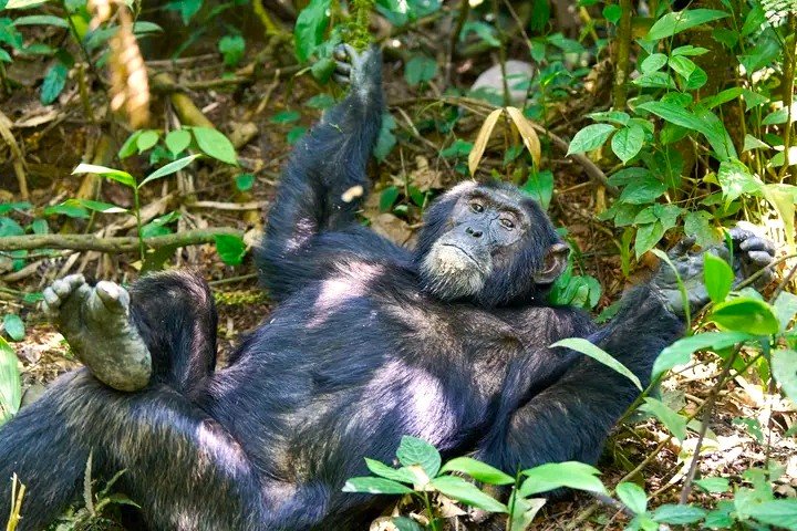 chimpanzee trekking permit