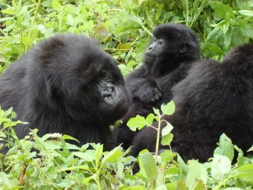 how to book gorillas