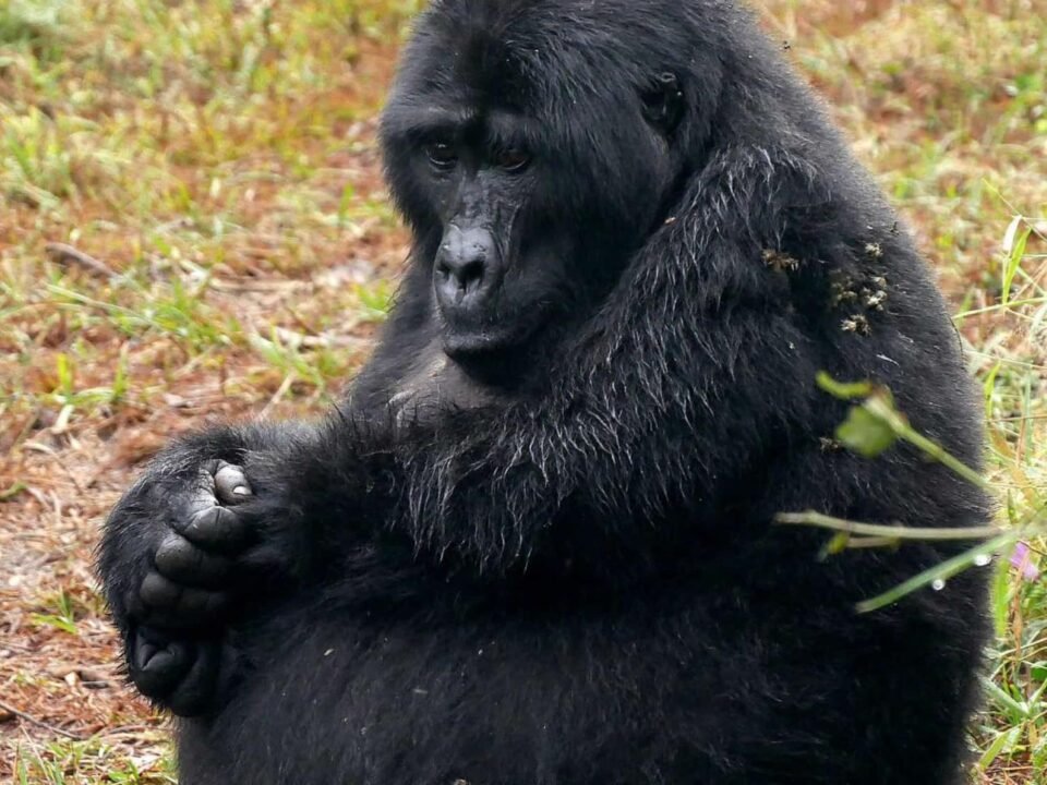 a pregnant mountain gorilla