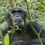 Rwanda primate safari