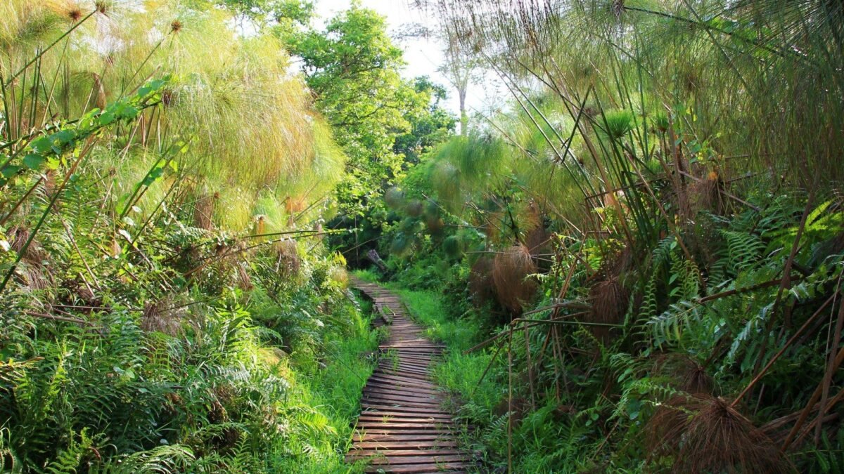 get to Bigodi Wetland