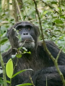 How to Get to Nyungwe