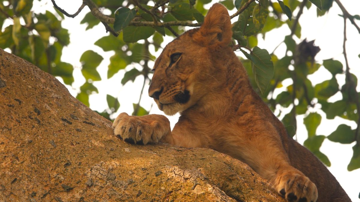 Queen Elizabeth National Park