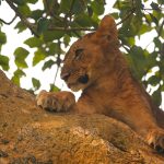 Queen Elizabeth National Park