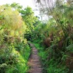 visit Bigodi Wetland