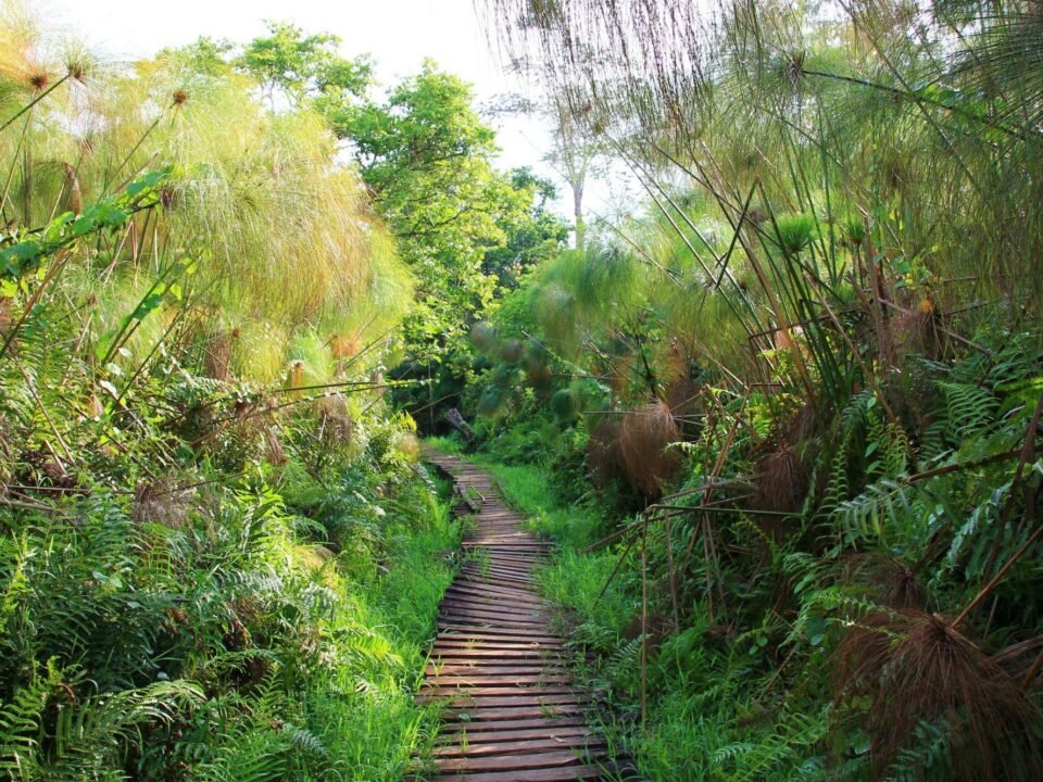 visit Bigodi Wetland