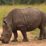 Rhinos in Kidepo Valley