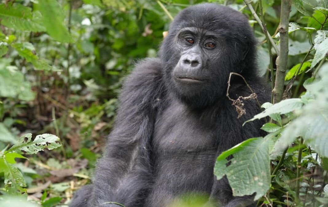 gorilla trekking in Bwindi