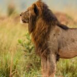 first-time safari visitors