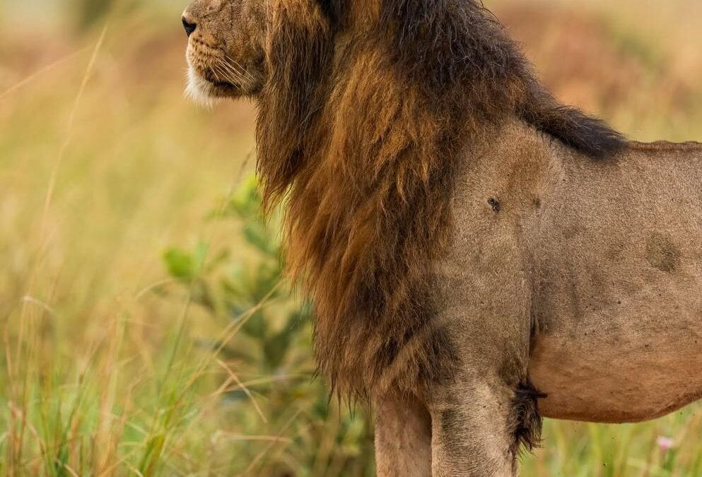 first-time safari visitors
