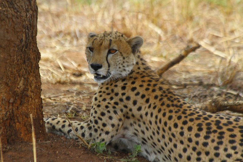 Kidepo Valley National Park