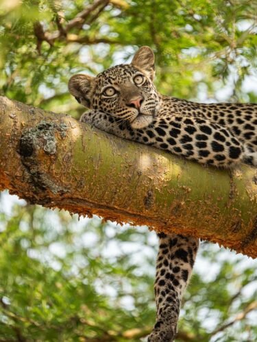 leopard tracking in Ishasha Sector and Kyambura Gorge