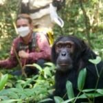 Kibale Chimpanzee Trekking Rules