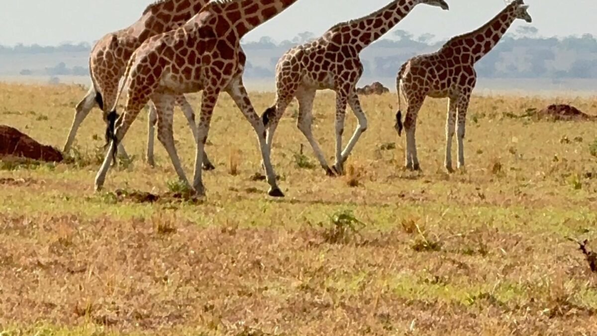 Kidepo Valley Game Drives