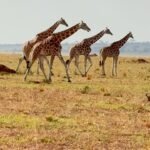 Kidepo Valley Game Drives