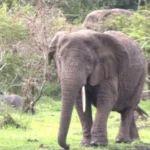 Kidepo Valley Safari Cost
