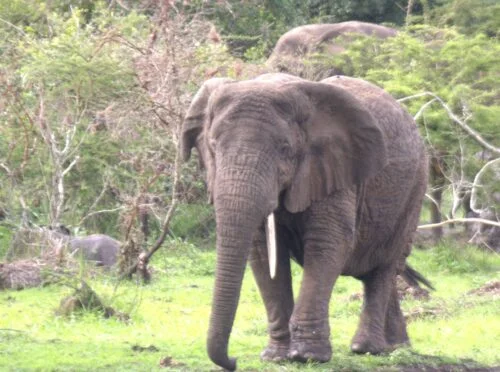 Kidepo Valley Safari Cost