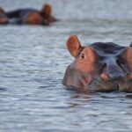 Lake Mburo Boat Safari