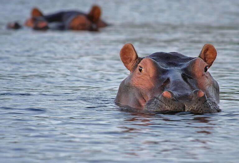 Lake Mburo Boat Safari