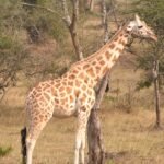 Lake Mburo entrance fees