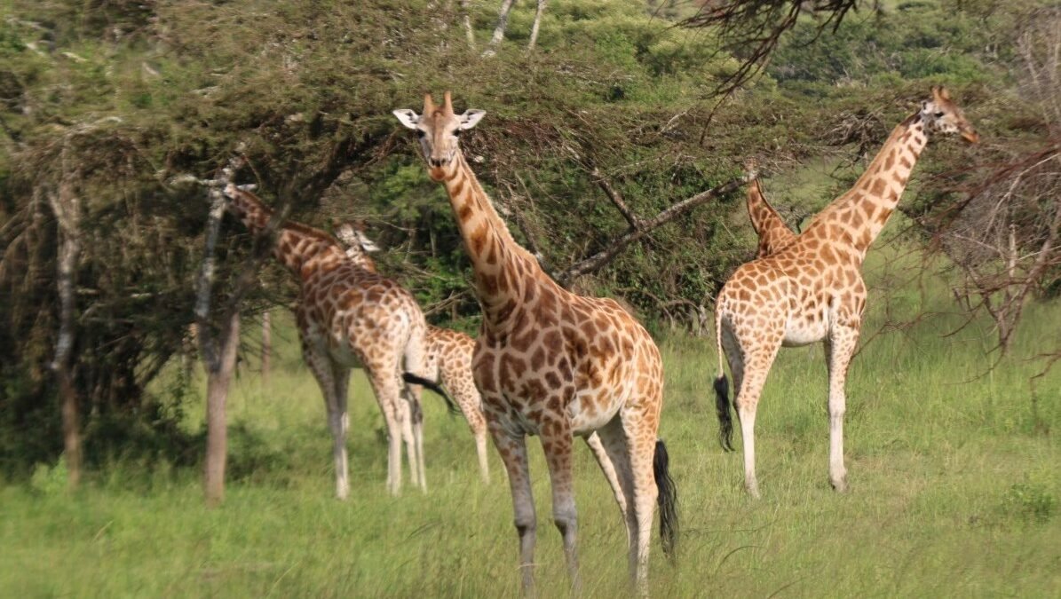 Lake Mburo vs Murchison Falls