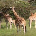 Lake Mburo vs Murchison Falls