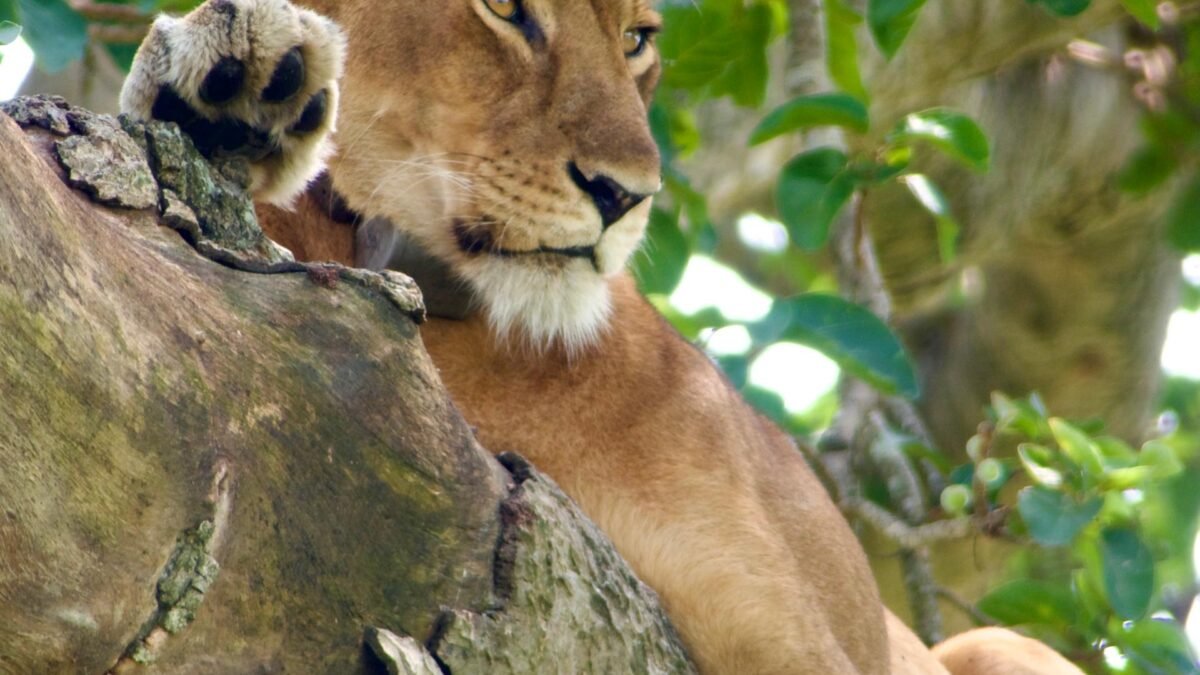 Lake Mburo vs Queen Elizabeth National Park