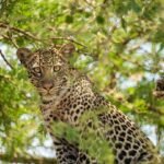 Leopard Tracking Experience