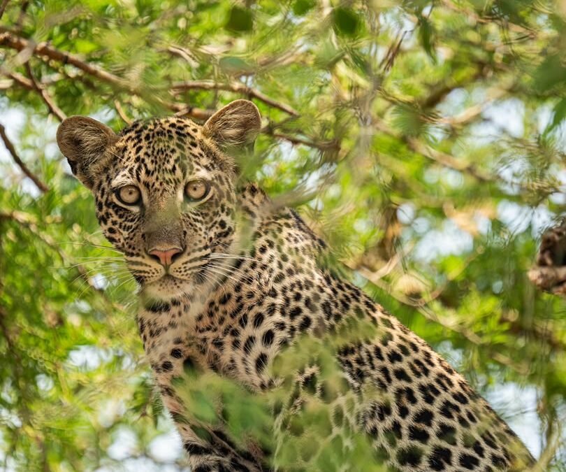 Leopard Tracking Experience