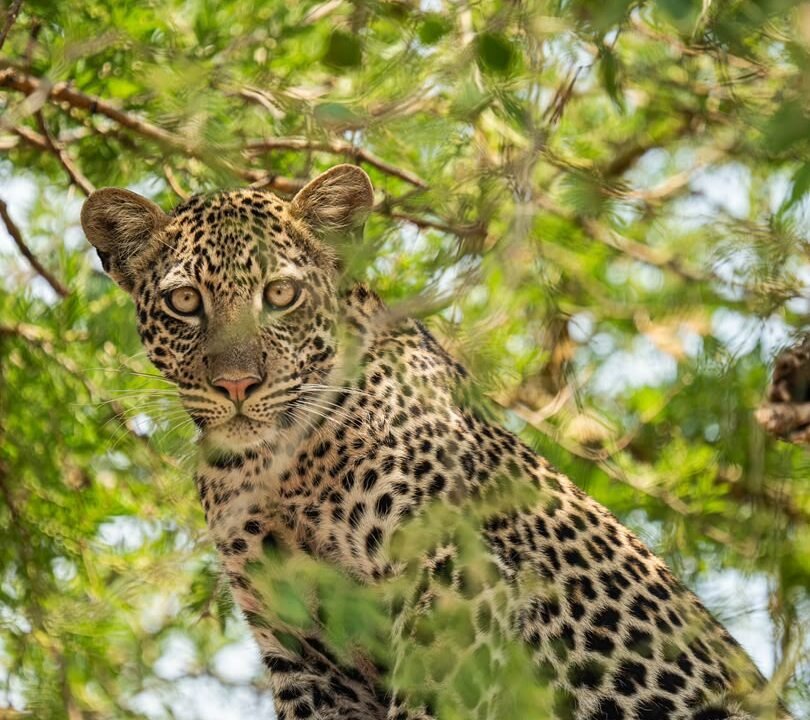 Leopard Tracking Experience