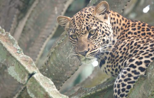 Animals in Queen Elizabeth National Park
