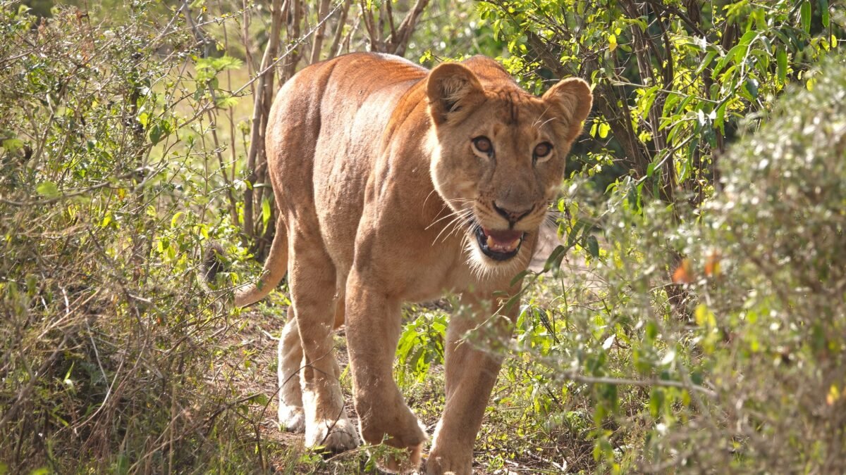 lion tracking experience
